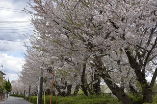 葉桜.jpg